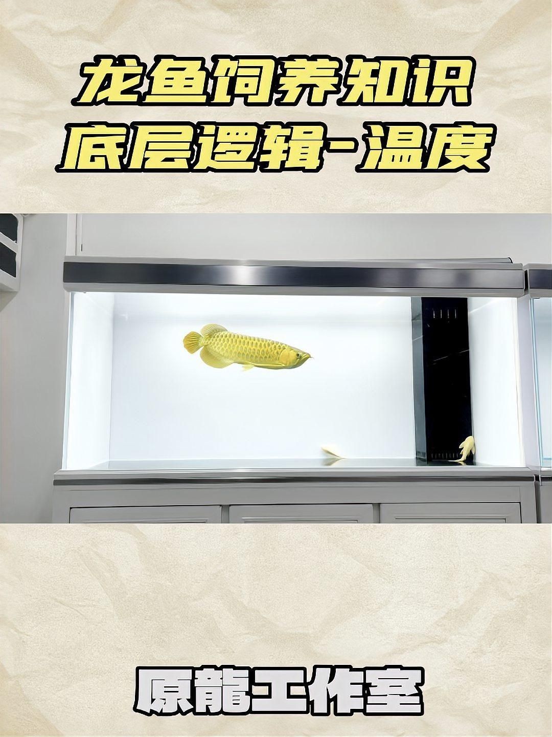 龍魚28度養還是30度養，龍魚28度養多久能發色龍魚30度養有哪些注意事項