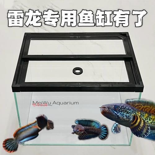 如何選擇適合的龍魚缸和配件，如何選擇適合的龍魚缸