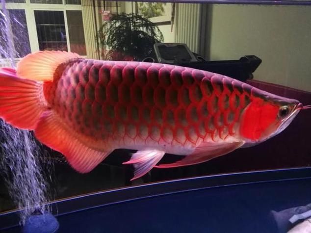 天價龍魚的市場價格如何，天價龍魚市場價格差異顯著，