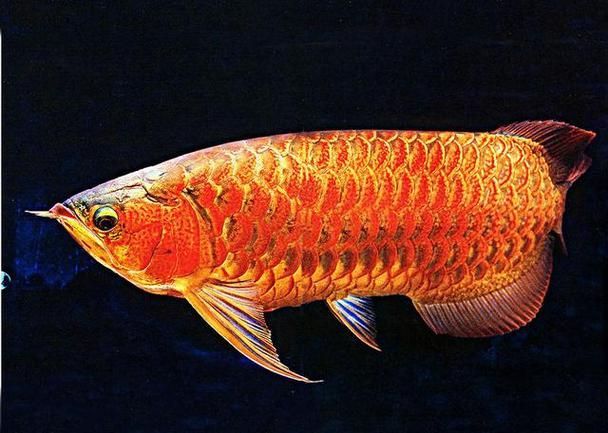 天價龍魚的市場價格如何，天價龍魚市場價格差異顯著，