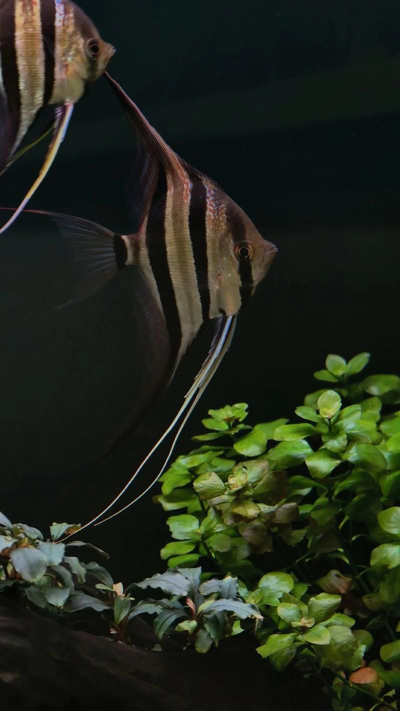 如何辨別真假圣菲埃及神仙魚？，圣菲埃及神仙魚的鑒別