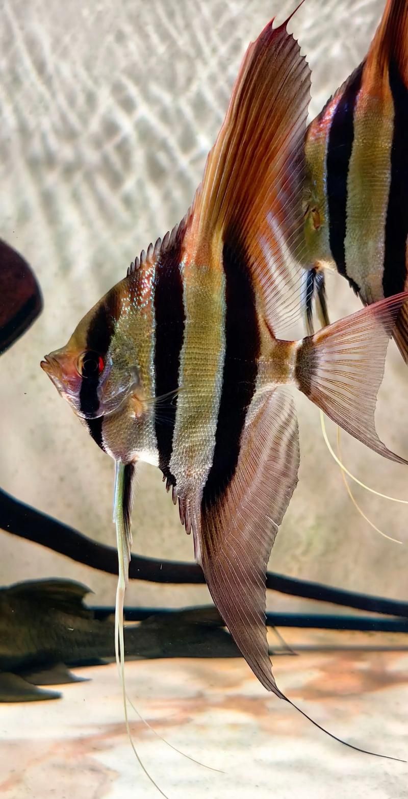 如何辨別真假圣菲埃及神仙魚？，圣菲埃及神仙魚的鑒別