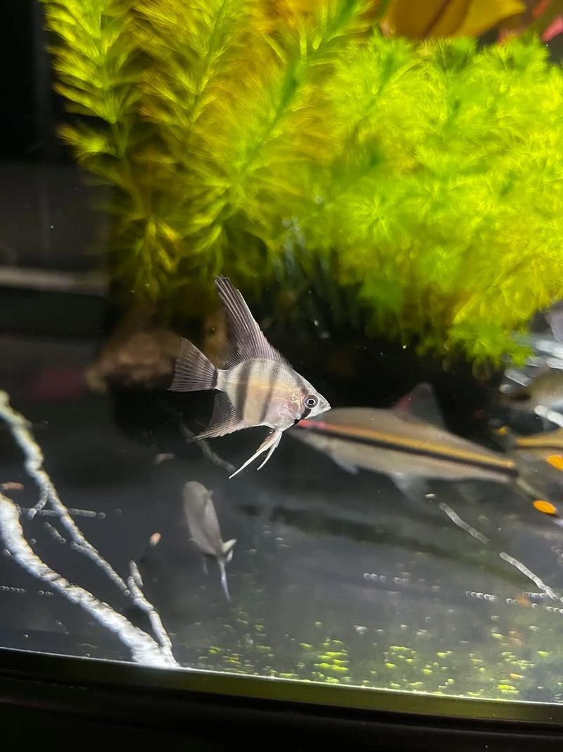 如何辨別真假圣菲埃及神仙魚？，圣菲埃及神仙魚的鑒別