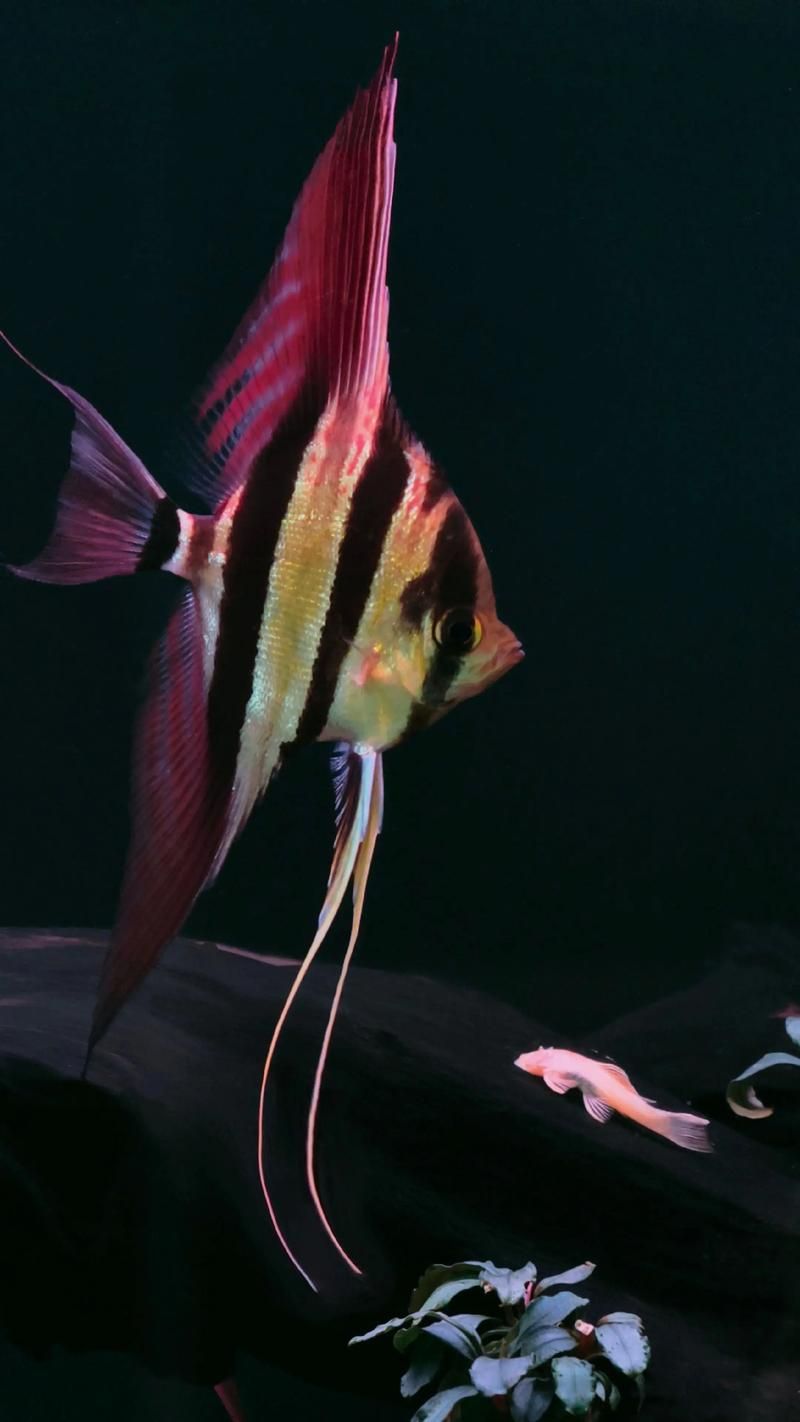 如何辨別真假圣菲埃及神仙魚？，圣菲埃及神仙魚的鑒別