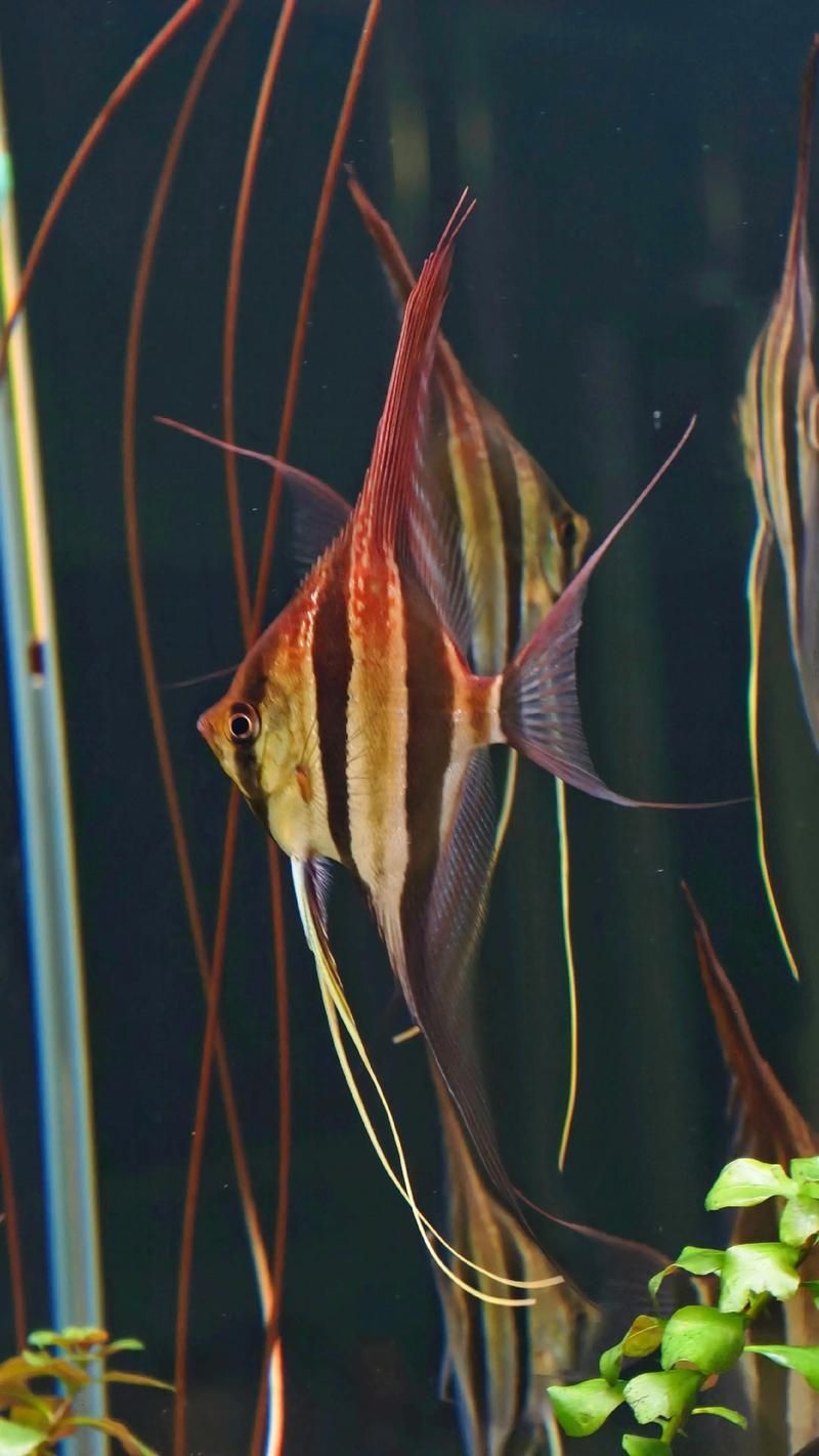 如何辨別真假圣菲埃及神仙魚？，圣菲埃及神仙魚的鑒別