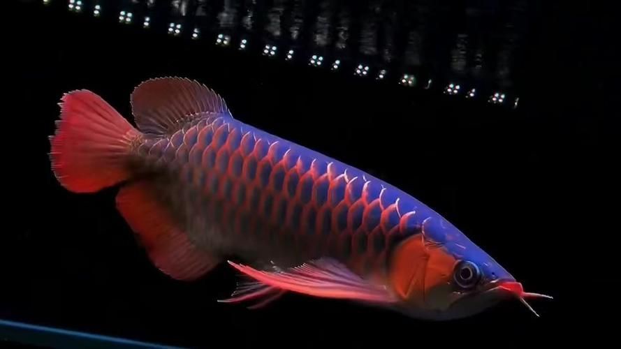 還有其他哪些昂貴的龍魚品種？，四種天價觀賞魚，你知道嗎
