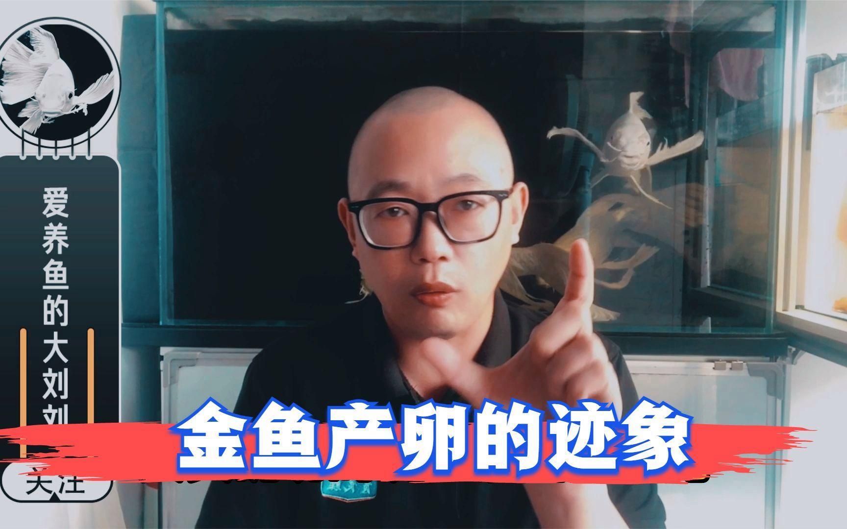如何判斷金魚是否準備產卵，如何判斷金魚是否準備產卵,金魚并不會真正“懷孕” 如何判斷金魚是否準備產卵，如何判斷金魚是否準備產卵,金魚并不會真正“懷孕” 龍魚百科 第2張