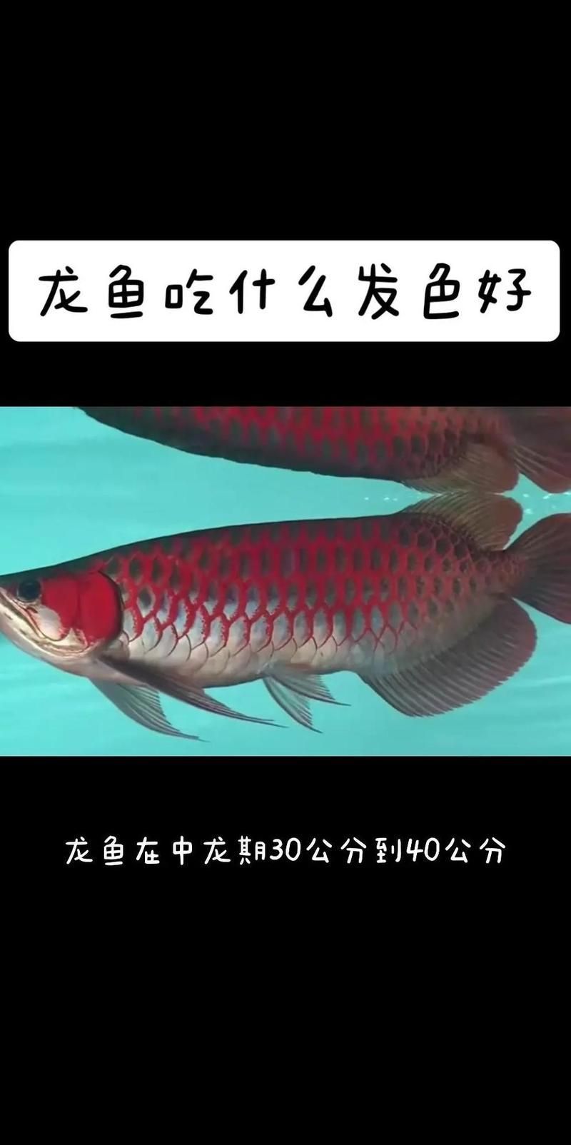 能否提供池州龍魚養殖的詳細步驟，棲遇·廿七家居能否提供池州龍魚養殖的詳細步驟？