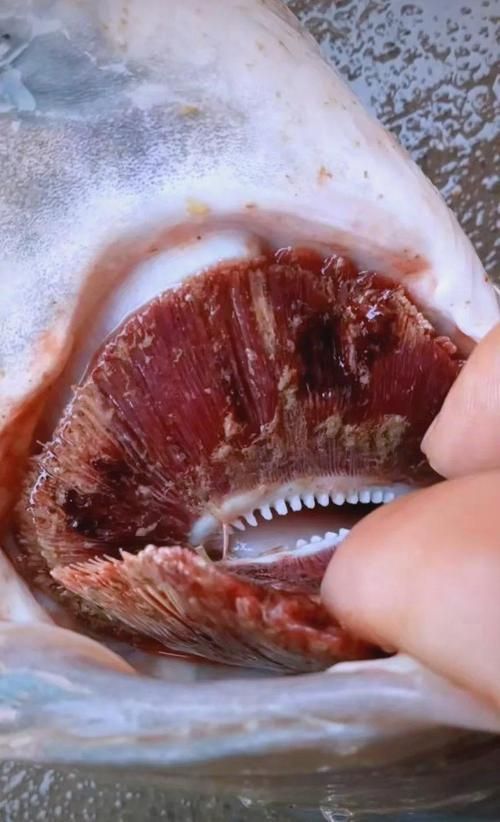 如何預(yù)防魚鰓蓋爛洞，如何預(yù)防草魚鰓蓋爛洞 如何預(yù)防魚鰓蓋爛洞，如何預(yù)防草魚鰓蓋爛洞 龍魚百科 第6張