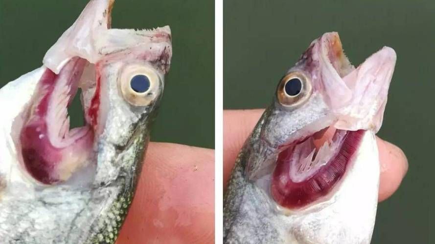 如何預(yù)防魚鰓蓋爛洞，如何預(yù)防草魚鰓蓋爛洞 如何預(yù)防魚鰓蓋爛洞，如何預(yù)防草魚鰓蓋爛洞 龍魚百科 第3張