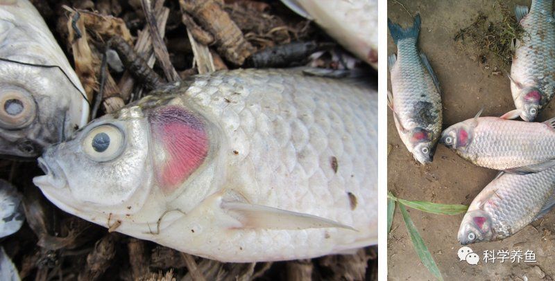 如何預(yù)防魚鰓蓋爛洞，如何預(yù)防草魚鰓蓋爛洞 如何預(yù)防魚鰓蓋爛洞，如何預(yù)防草魚鰓蓋爛洞 龍魚百科 第9張