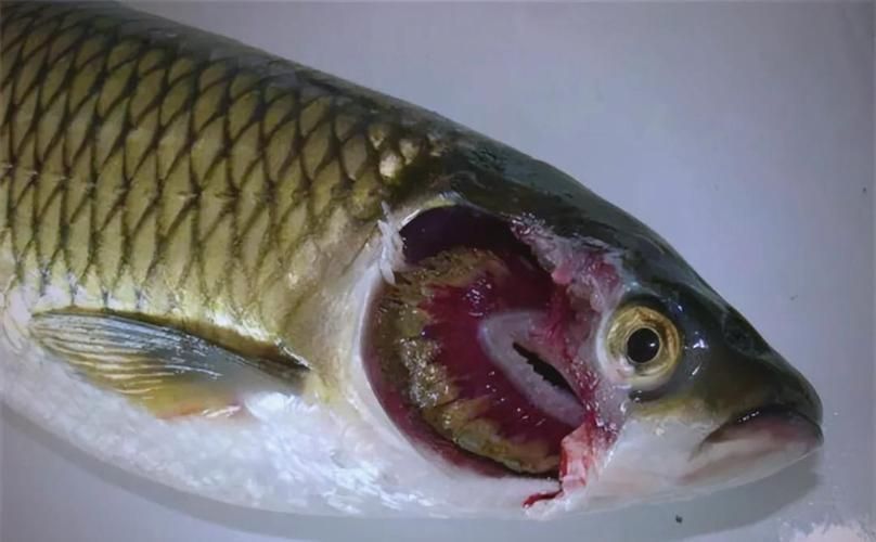 如何預(yù)防魚鰓蓋爛洞，如何預(yù)防草魚鰓蓋爛洞 如何預(yù)防魚鰓蓋爛洞，如何預(yù)防草魚鰓蓋爛洞 龍魚百科 第5張