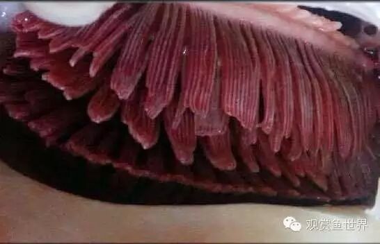 如何預(yù)防魚鰓蓋爛洞，如何預(yù)防草魚鰓蓋爛洞 如何預(yù)防魚鰓蓋爛洞，如何預(yù)防草魚鰓蓋爛洞 龍魚百科 第7張