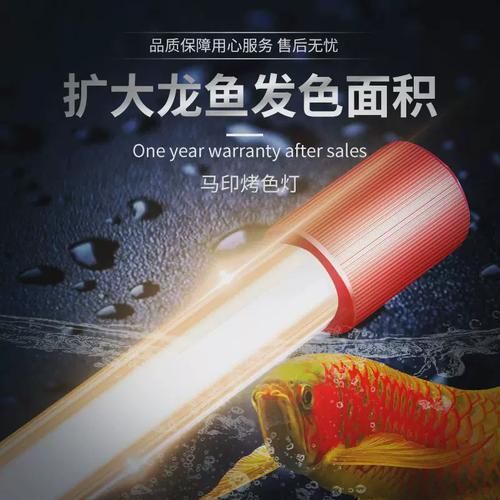 龍魚2700K燈有哪些品牌推薦，還有哪些品牌是專為龍魚設計的？