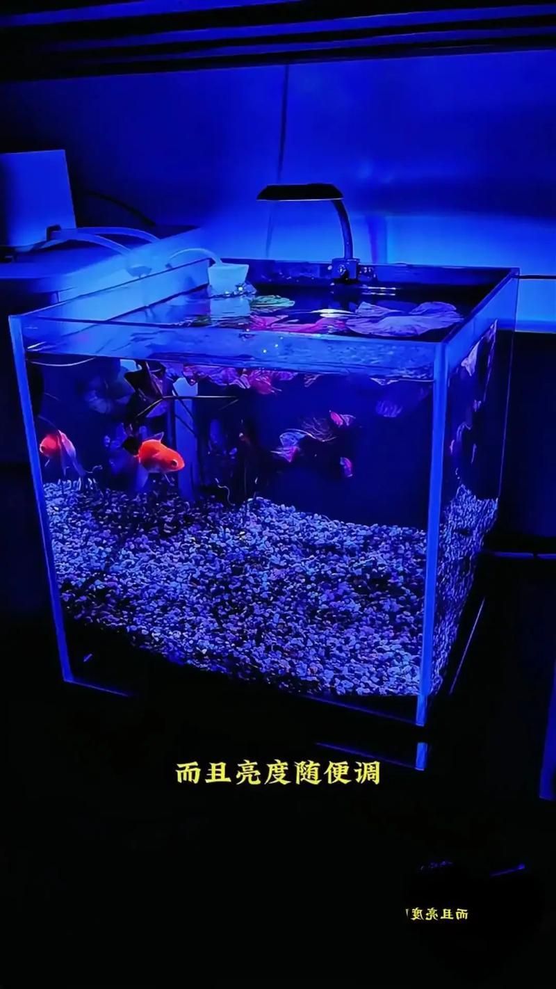如何選擇合適的魚缸補光燈
