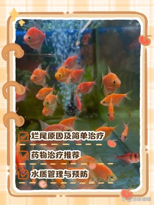 龍睛爛尾后如何治療