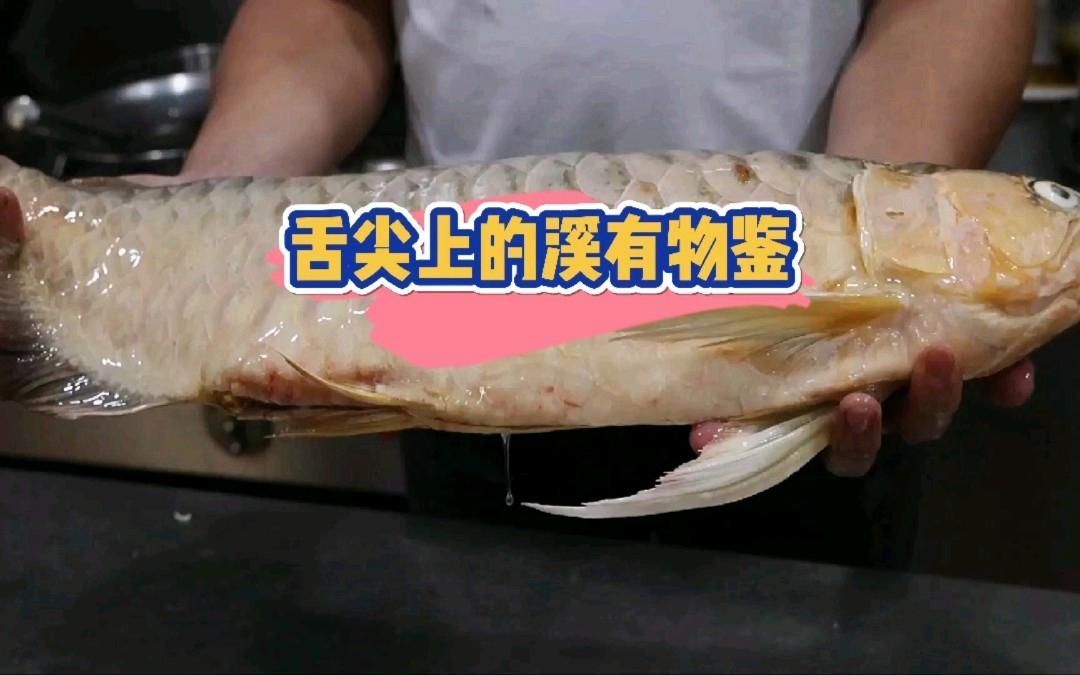 紅龍魚(yú)有哪些家常做法視頻推薦？，紅龍魚(yú)有哪些家常做法視頻推薦