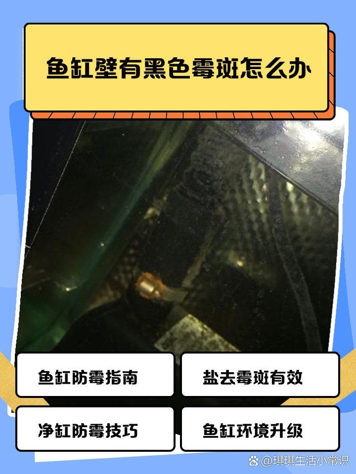 如何預防龍魚背上再次出現黑霉，龍魚背上再次出現黑霉