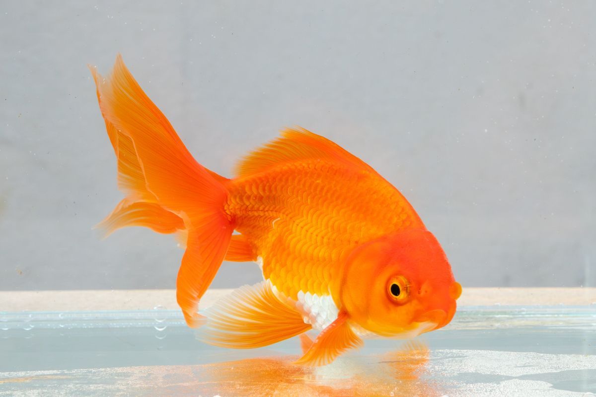 給我一些關(guān)于金魚的圖片，印尼小紅龍的最佳喂食時(shí)間是什么時(shí)候印尼小紅龍最佳喂食時(shí)間