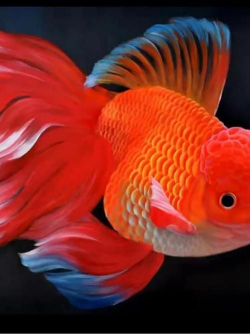 給我一些關(guān)于金魚的圖片，印尼小紅龍的最佳喂食時(shí)間是什么時(shí)候印尼小紅龍最佳喂食時(shí)間