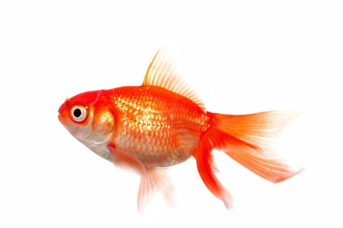 給我一些關(guān)于金魚的圖片，印尼小紅龍的最佳喂食時(shí)間是什么時(shí)候印尼小紅龍最佳喂食時(shí)間