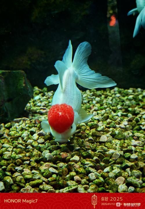 給我一些關(guān)于金魚的圖片，印尼小紅龍的最佳喂食時(shí)間是什么時(shí)候印尼小紅龍最佳喂食時(shí)間