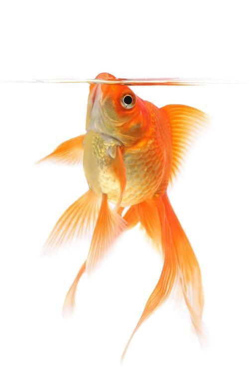 給我一些關(guān)于金魚的圖片，印尼小紅龍的最佳喂食時(shí)間是什么時(shí)候印尼小紅龍最佳喂食時(shí)間