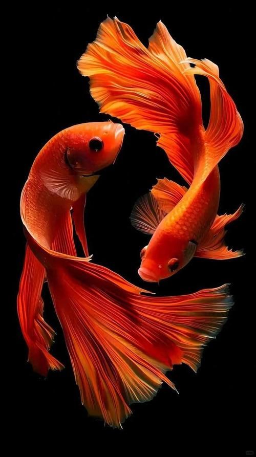 給我一些關(guān)于金魚的圖片，印尼小紅龍的最佳喂食時(shí)間是什么時(shí)候印尼小紅龍最佳喂食時(shí)間