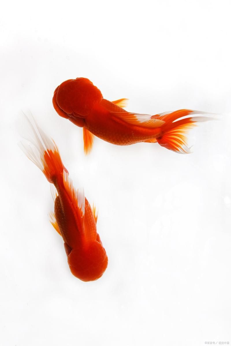 給我一些關(guān)于金魚的圖片，印尼小紅龍的最佳喂食時(shí)間是什么時(shí)候印尼小紅龍最佳喂食時(shí)間