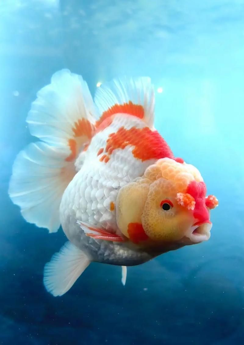 給我一些關(guān)于金魚的圖片，印尼小紅龍的最佳喂食時(shí)間是什么時(shí)候印尼小紅龍最佳喂食時(shí)間