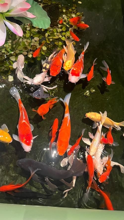 給我一些關(guān)于金魚的圖片，印尼小紅龍的最佳喂食時(shí)間是什么時(shí)候印尼小紅龍最佳喂食時(shí)間