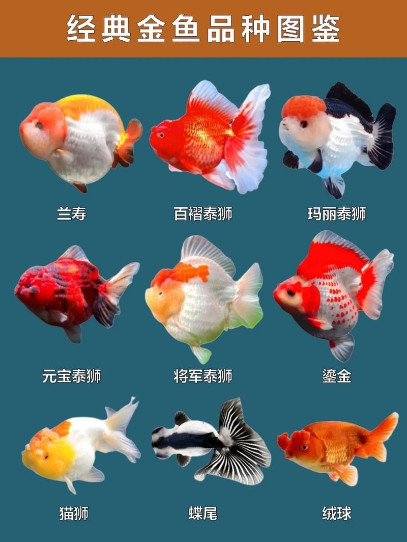 給我一些關(guān)于金魚的圖片，印尼小紅龍的最佳喂食時(shí)間是什么時(shí)候印尼小紅龍最佳喂食時(shí)間