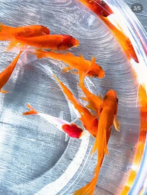 給我一些關(guān)于金魚的圖片，印尼小紅龍的最佳喂食時(shí)間是什么時(shí)候印尼小紅龍最佳喂食時(shí)間