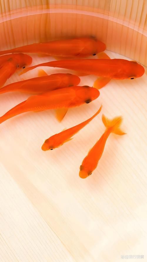 給我一些關(guān)于金魚的圖片，印尼小紅龍的最佳喂食時(shí)間是什么時(shí)候印尼小紅龍最佳喂食時(shí)間