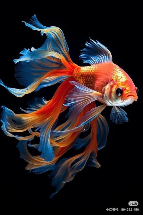 給我一些關(guān)于金魚的圖片，印尼小紅龍的最佳喂食時(shí)間是什么時(shí)候印尼小紅龍最佳喂食時(shí)間