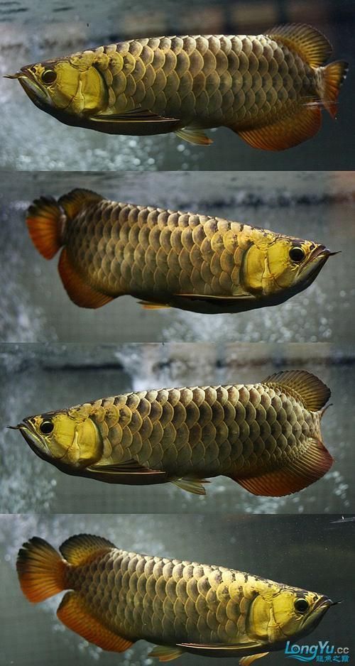 如何判斷金龍福龍魚是否成熟，如何判斷體金龍福龍魚是否成熟