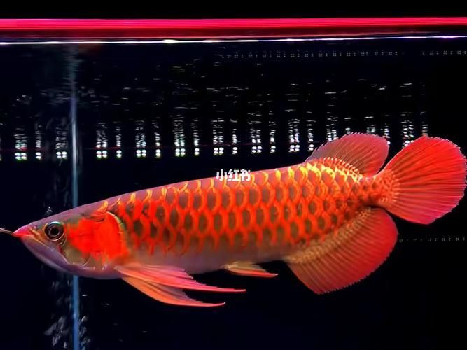 如何鑒別紅龍魚的檔次，如何鑒別紅龍魚檔次