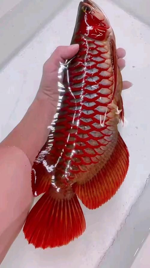 如何鑒別紅龍魚的檔次，如何鑒別紅龍魚檔次