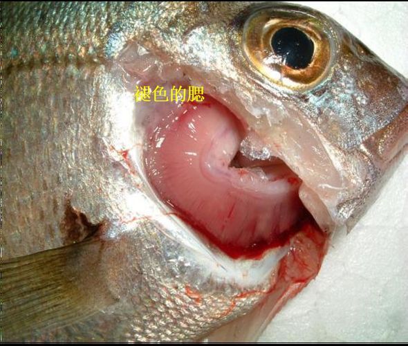 有哪些藥物可以有效治療龍魚病毒性感染？，關于龍魚病毒性感染的問題