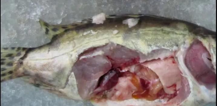 有哪些藥物可以有效治療龍魚病毒性感染？，關于龍魚病毒性感染的問題