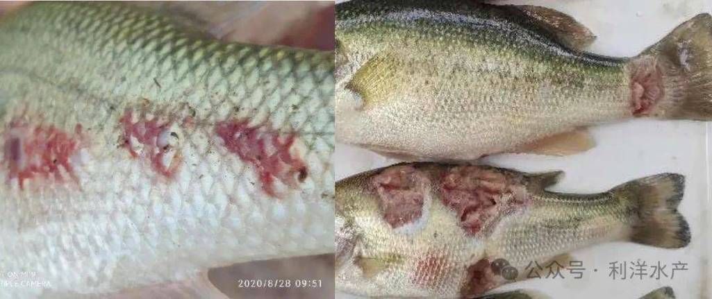 有哪些藥物可以有效治療龍魚病毒性感染？，關于龍魚病毒性感染的問題