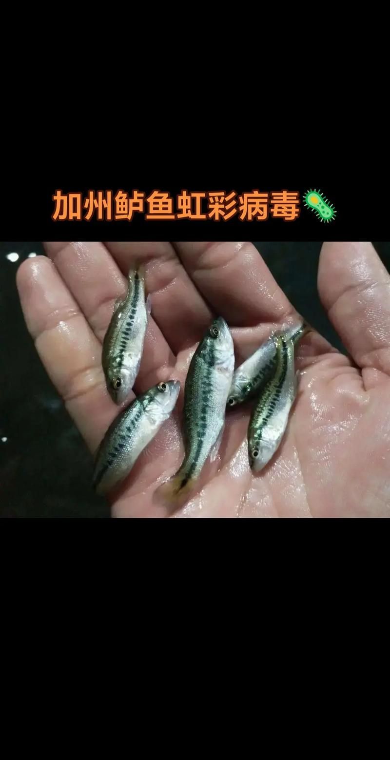 有哪些藥物可以有效治療龍魚病毒性感染？，關于龍魚病毒性感染的問題