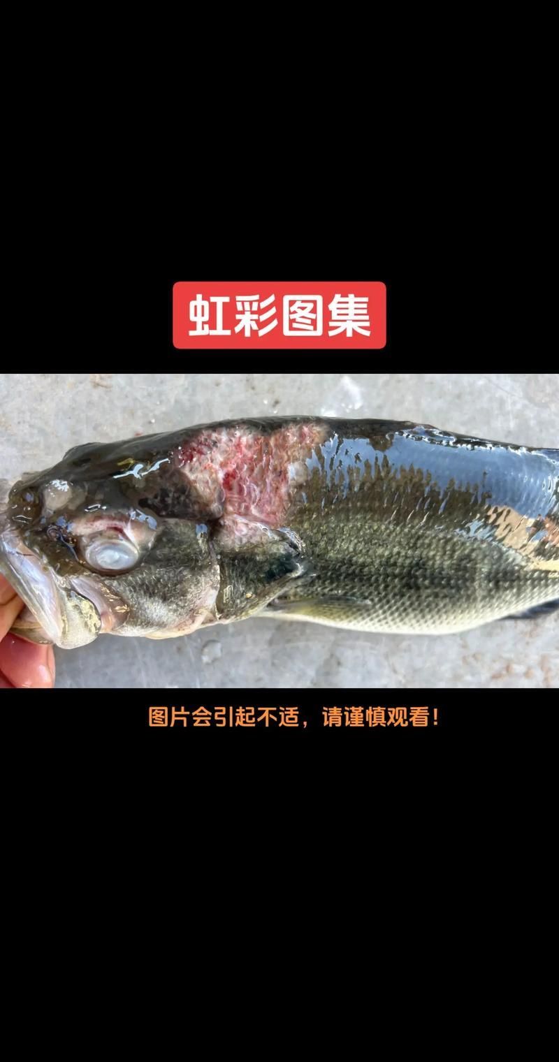 有哪些藥物可以有效治療龍魚病毒性感染？，關于龍魚病毒性感染的問題
