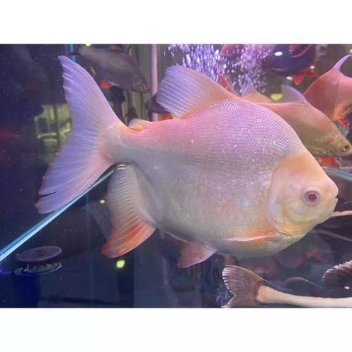 白子銀板魚的價(jià)格是多少？