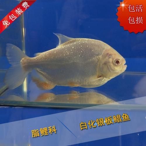 白子銀板魚的價(jià)格是多少？