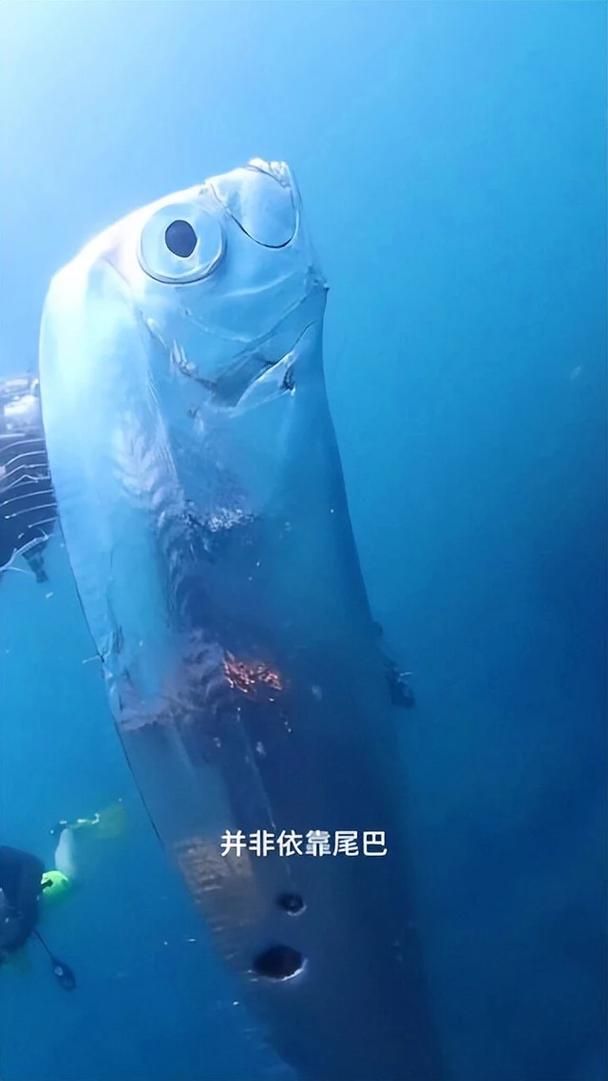 如何區(qū)分深海龍魚和龍利魚，如何區(qū)分深海龍魚與龍利魚