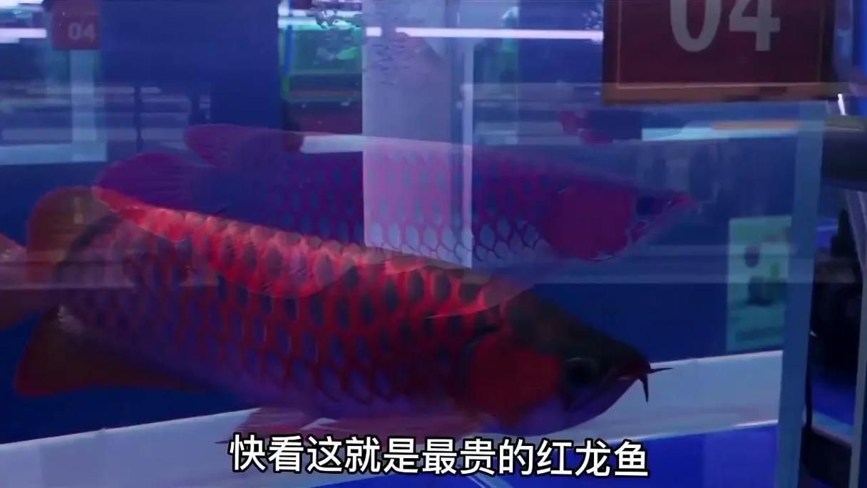紅金龍魚的市場價格走勢，紅金龍魚市場價格有望保持穩定或呈現適度增長的趨勢