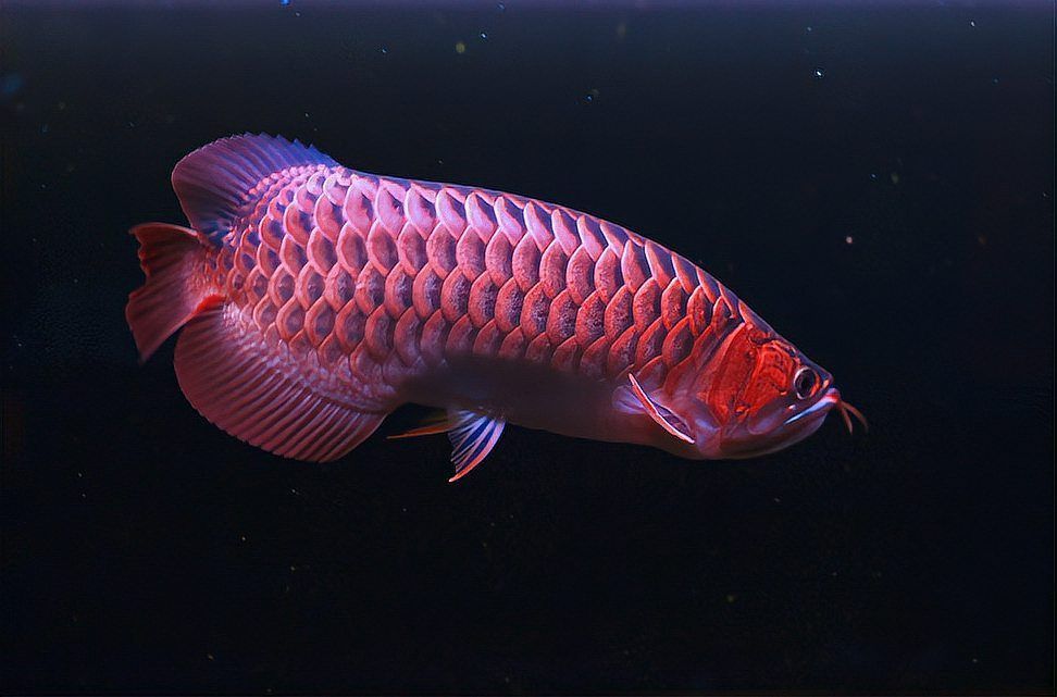 大湖紅龍魚生病時應該如何調(diào)整飲食？