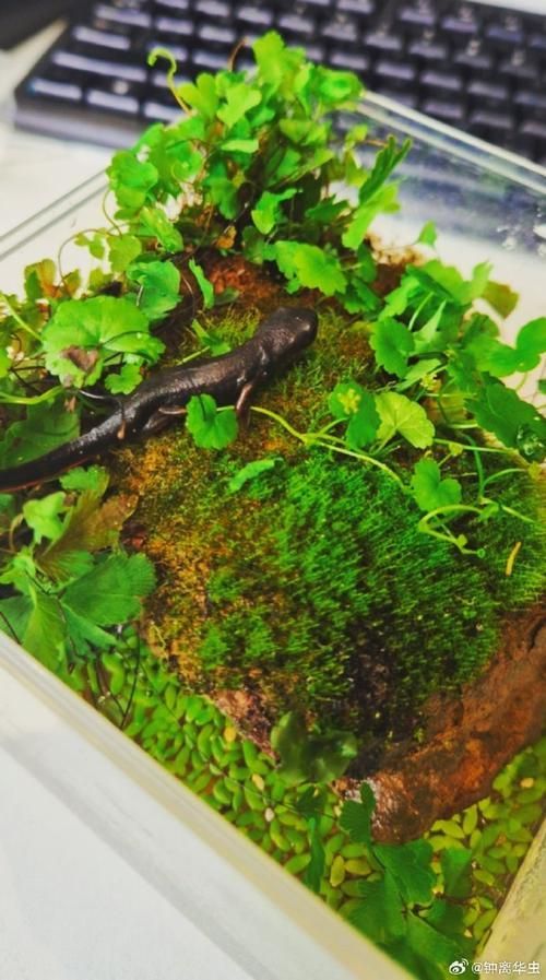 科學飼養火龍魚蠑螈需要哪些設備，科學飼養火龍魚蠑螈