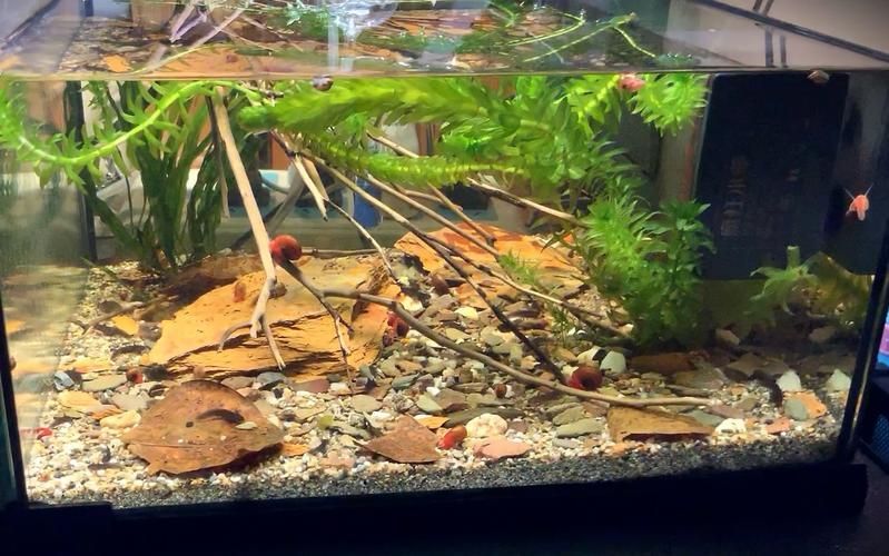 科學飼養火龍魚蠑螈需要哪些設備，科學飼養火龍魚蠑螈